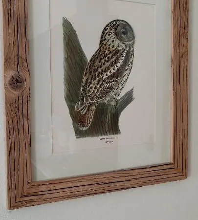 Airhome - Owl's Nest 2 * טאלין